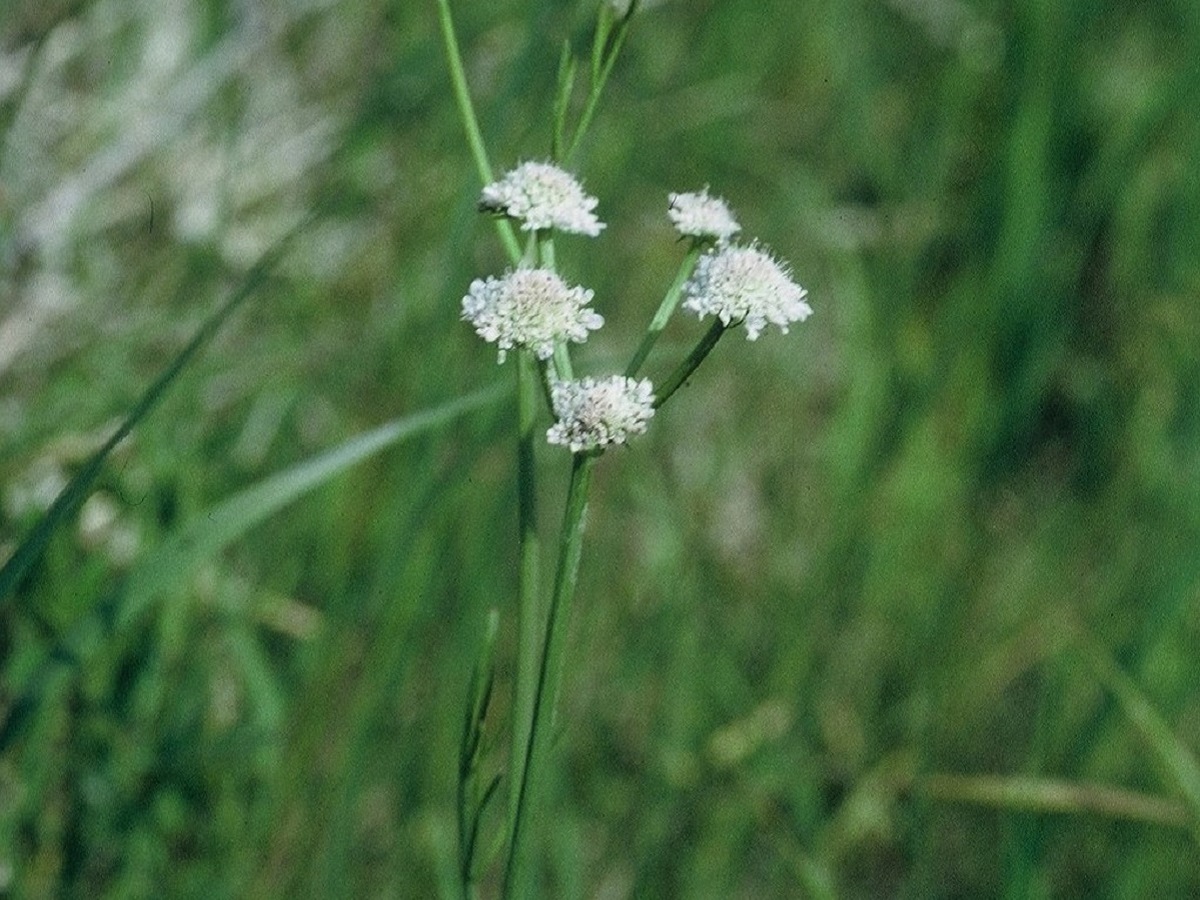 Oenanthe peucedanifolia (Apiaceae)